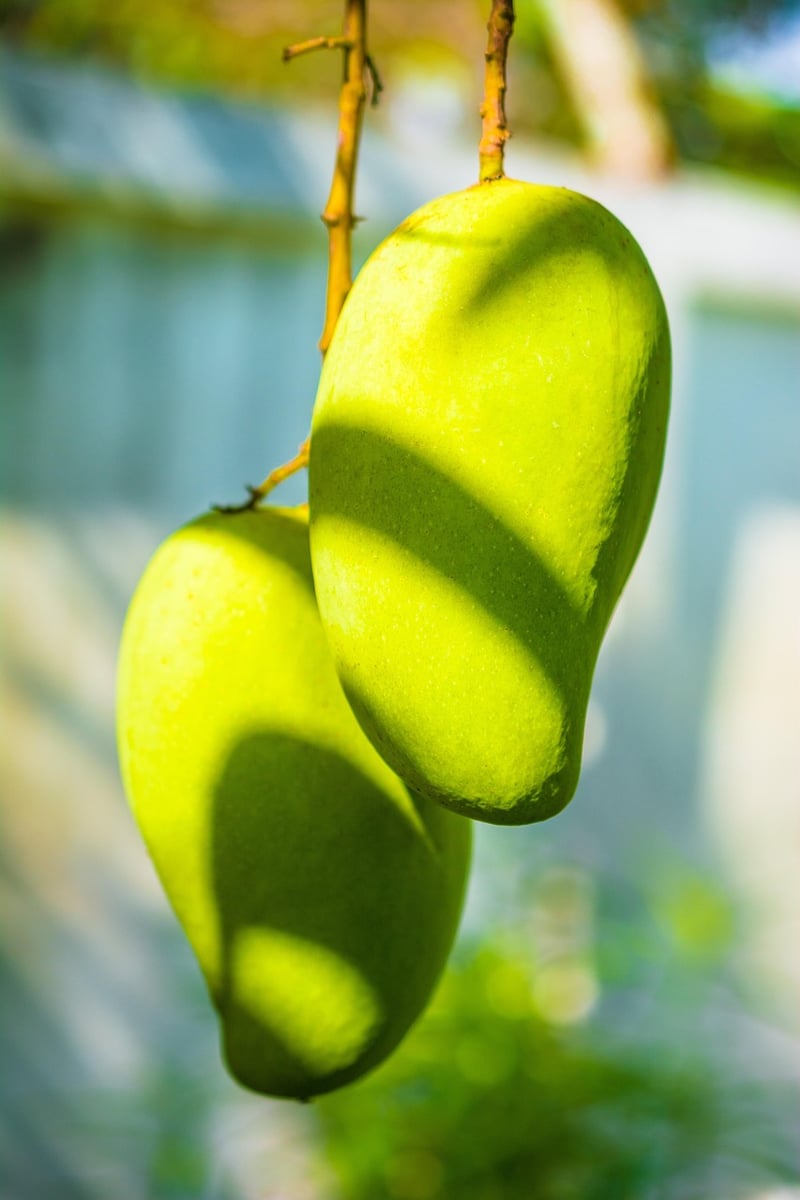 Mango